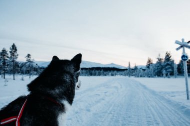 Alaska Malamute Karlı Manzara 'da oturuyor.