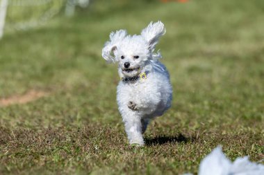 Oyuncak Kaniş Koşu Pisti Hızlı Köpek Sporu
