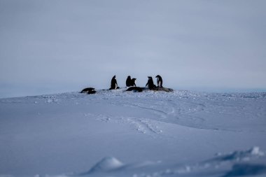 Antarktika 'daki Adelie penguenleri (Pygoscelis adeliae) grubu Bert