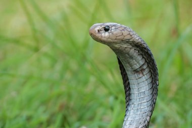 Yeşil çimlerin üzerinde Naja Sputatrix savunma pozisyonu