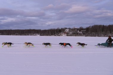 Alaska 'nın Kızak Köpek Yarışı Gelenekleri Yaşıyor