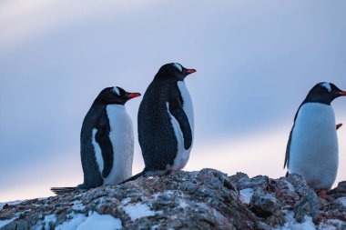 Antarktika 'daki bir grup Gentoo pengueni. Vahşi yaşam. Doğa.