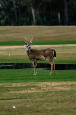 Deer posing on a golf course/driving range clipart