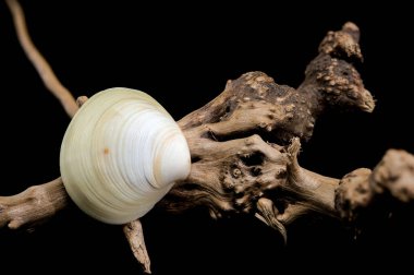 Serastoderma ağaç dalları üzerinde eğitim kabuğu