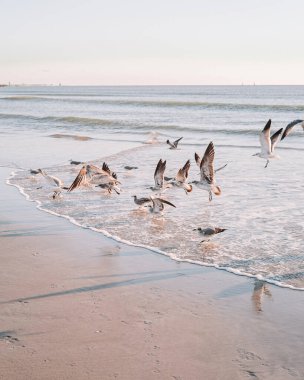 Florida 'da gün doğumunda sahilde martılar