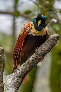 Beatiful bird of paradise on branch, cendrawasih bird clipart