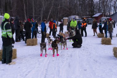 Alaska 'nın Kızak Köpek Yarışı Gelenekleri Yaşıyor
