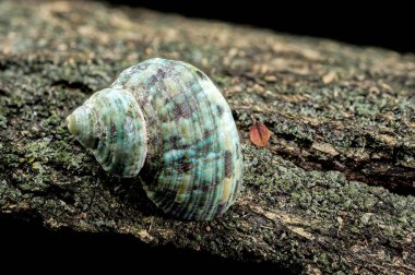 Horned Turbo cornutus Snail on Driftwood clipart