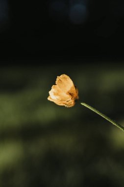 Golden flower sways gently against a soft green backdrop. clipart