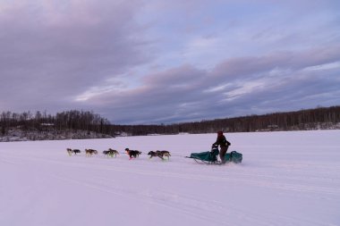 Alaska 'nın Kızak Köpek Yarışı Gelenekleri Yaşıyor