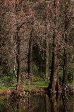 Güneşli bir günde sulak alanlar