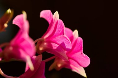 Siyah arkaplanda açan pembe orkidenin yakın çekimi