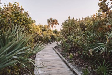 Gün doğumunda bir orman yolunda sahile doğru yürüyorum.
