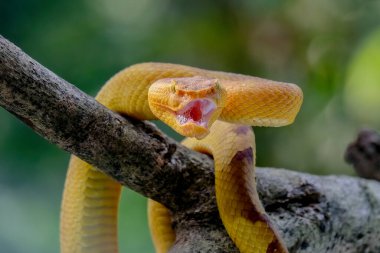 Trimeresurus Puniceus Çukur Viper dalda