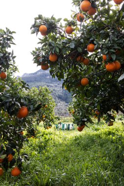 Ağaç dalındaki portakallar .
