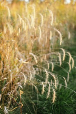 Yumuşak odaklı ve yeşil arka planlı altın yaban otlarına yakın plan