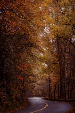 Büyük Smoky Dağları 'nda sonbahar boyunca ormandaki boş yol