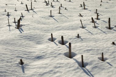 Çubuklar kardan dışarı çıkıyor. Kışın yaban domuzu. Kırık Bitkiler.