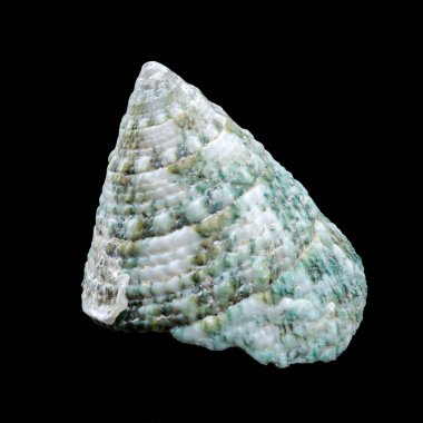 Siyah zemin üzerinde yeşil Tectus Piramidi