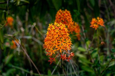 Canlı turuncu Epidendrum çiçekleri kümeleri