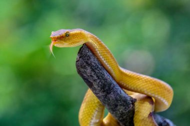 Trimeresurus Puniceus Çukur Viper dalda