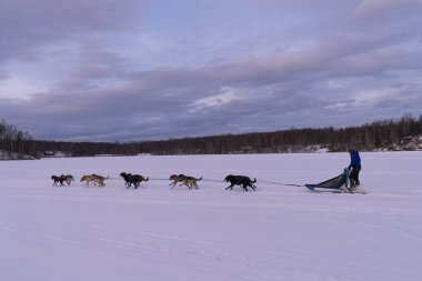 Alaska 'nın Kızak Köpek Yarışı Gelenekleri Yaşıyor