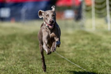 Weimaraner Koşu Alanı Hızlı Koşu Köpek Sporu
