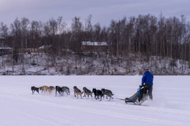 Alaska 'nın Kızak Köpek Yarışı Gelenekleri Yaşıyor