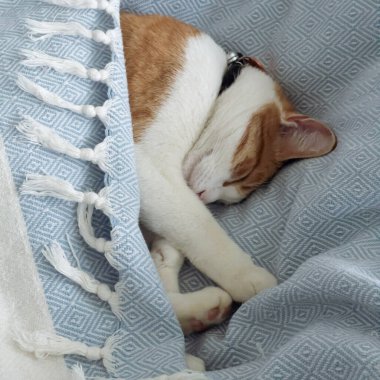 Kedi rahat bir battaniyenin altında huzur içinde uyuyor.