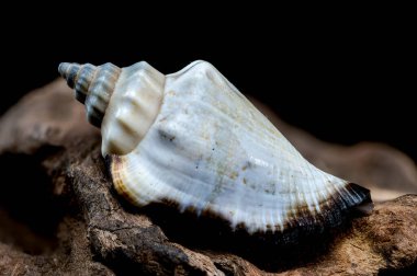 Canarium urceus shell on driftwood macro black background clipart