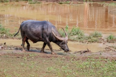 Göletten ot yiyen siyah bir bufalo.