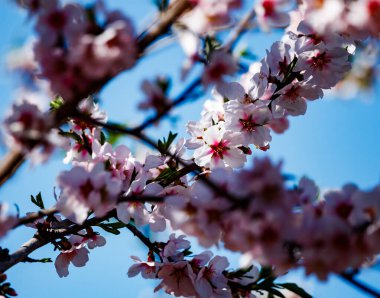 L 'Aguart Vadisi' nde açmakta olan badem ağaçları