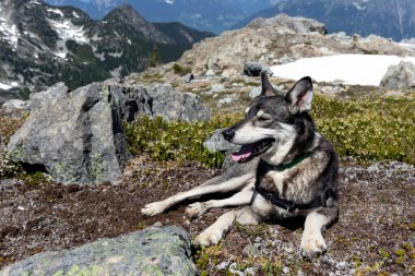 Bir köpek mola verir ve dağlarda bir yürüyüş yapar.