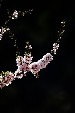 Almond trees in blossom in the Vall of L'Aguart clipart