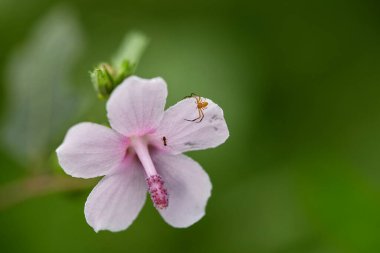 Close-up view of tiny spider perching on pink flower clipart