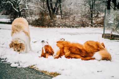 Dogs playing and rolling in the snow clipart