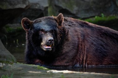 The Asian black bear (Ursus thibetanus) is a medium sized bear clipart