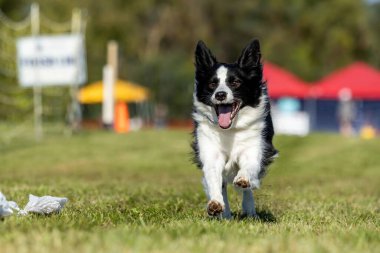 Siyah ve Beyaz Sınır Köpeği Koşu Alanı Koşu Pisti Hızlı Köpek Sporu