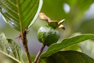 Ağaç dalında yetişen guava meyvelerinin yakın plan görüntüsü