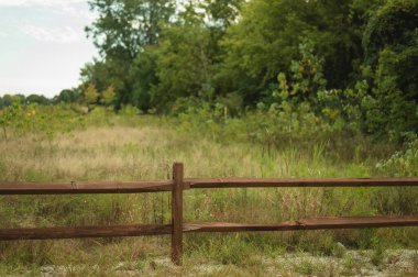 Yoğun yeşil ağaçlarla çevrili çimenli bir arazide kırsal ahşap çitler.
