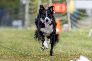 Siyah ve Beyaz Sınır Köpeği Koşu Alanı Koşu Pisti Hızlı Köpek Sporu