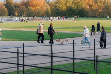 Hyde Park 'ta yürüyüş yolunda küçük köpekler oynuyor.