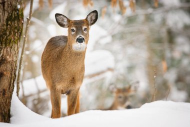 Genç beyaz kuyruklu geyik. Karlı ormanda alışılmadık gözleri var.