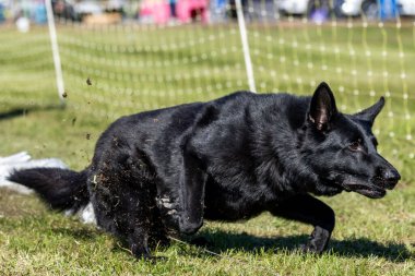 Siyah Alman Çoban Köpeği Yem Pistinde Koşan Köpek Sporu