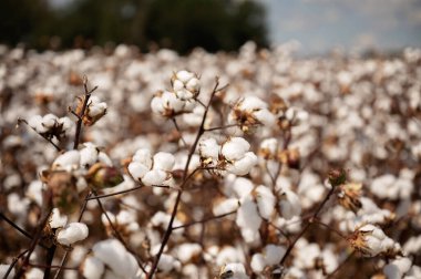 Yoğun, güneşli bir alanda odaklanmış pamuk bitkileri