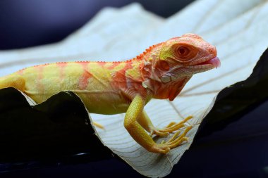 Bir ağaç dalında Albino iguana (iguana iguana)