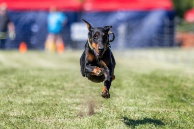 Siyah ve Tan Doberman Pinscher Koşu Alanı Koşu Pisti Koşu Köpeği Spor