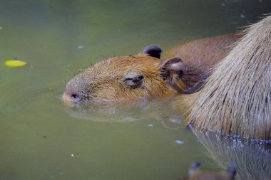 Capybara ya da daha büyük Capybara