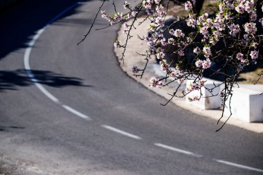 L 'Aguart Vadisi' nde açmakta olan badem ağaçları