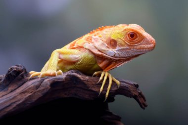 Bir ağaç dalında Albino iguana (iguana iguana)